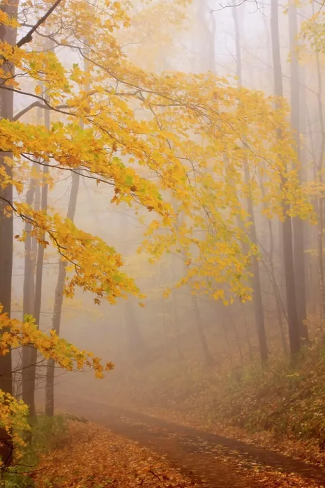 Framed Print : Fog and Autumn foliage, Great Smoky Mountains National Park, North Carolina, USA Framed Print : Fog and Autumn foliage, Great Smoky Mountains National Park, North Carolina, USA
