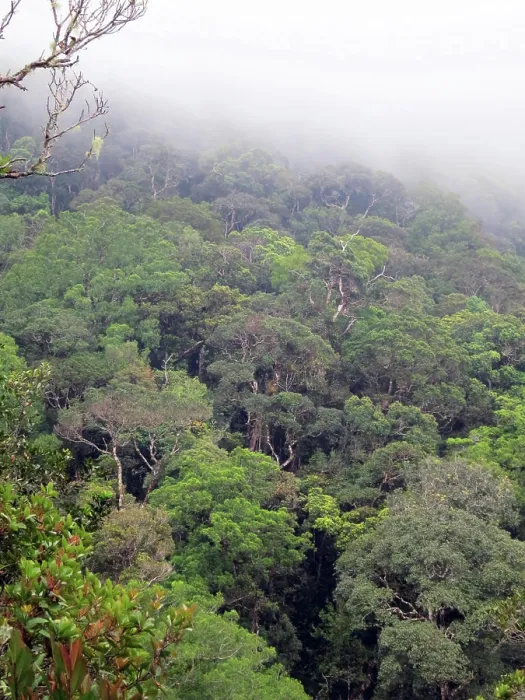 Framed Print : Foggy rain forest, borneo, malaysia Beautiful Framed Print : Foggy rain forest, borneo, malaysia Beautiful