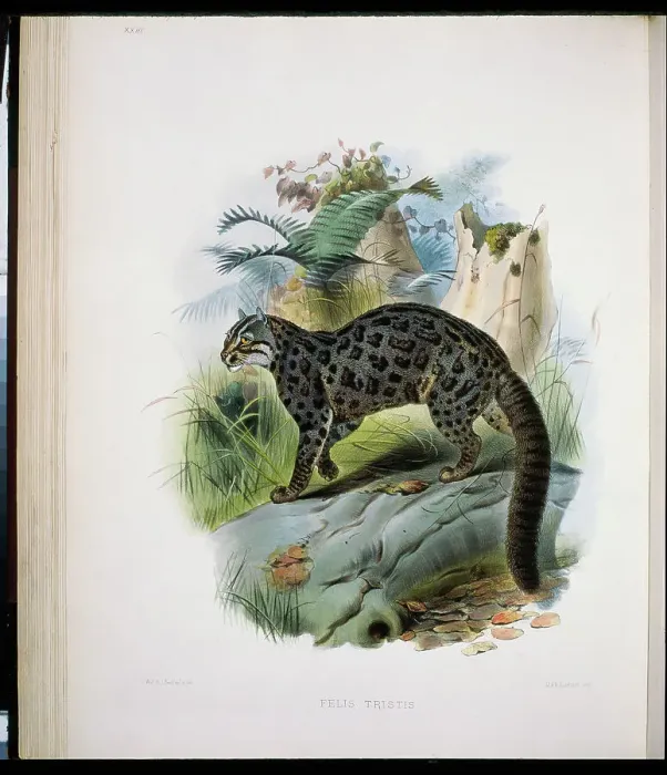 Framed Print : Fontainier's Spotted Cat (Felis Tristis) 1883 Daniel Giraud Elliot (1835-1915 American)