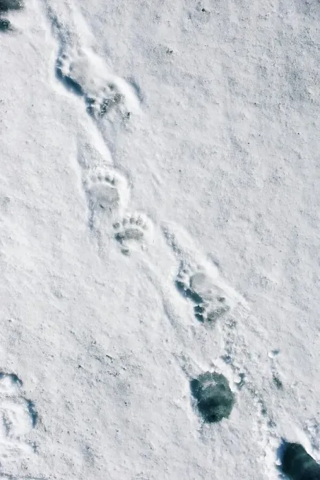 Framed Print : Footprints of male Polar bear (Ursus maritimus) on ice flows at Hornsund Framed Print : Footprints of male Polar bear (Ursus maritimus) on ice flows at Hornsund