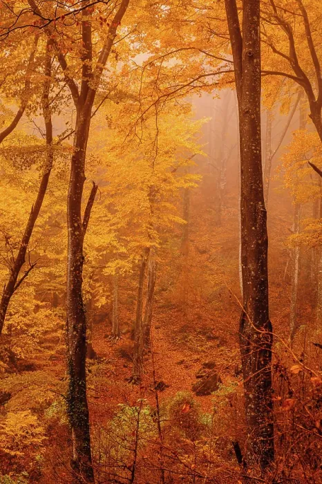 Framed Print : Forest with autumn colors among fog Framed Print : Forest with autumn colors among fog