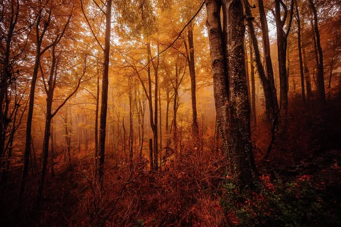 Framed Print : Forest with autumn colors among fog Framed Print : Forest with autumn colors among fog