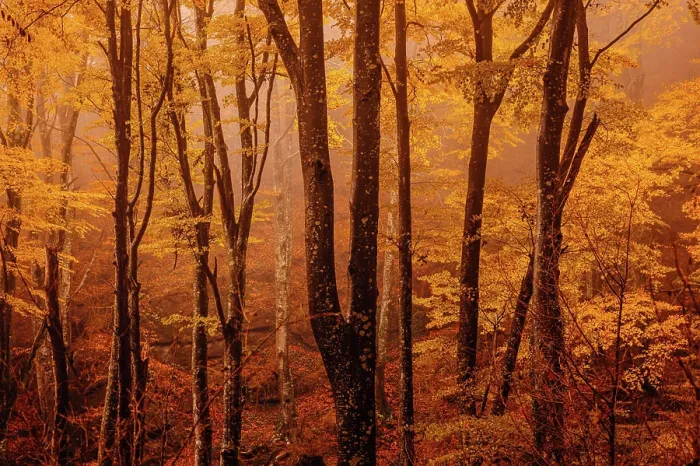 Framed Print : Forest with autumn colors among fog Framed Print : Forest with autumn colors among fog