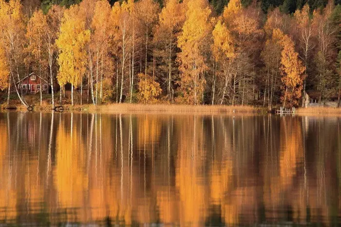 Framed Print : Forest in autumn colors reflected on the lake surface