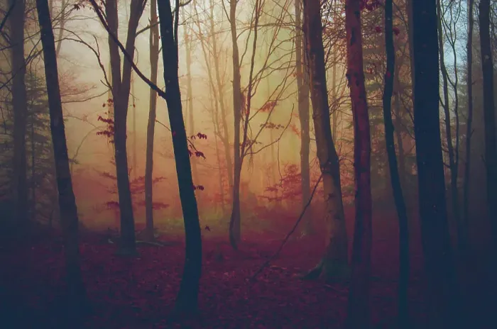 Framed Print : Forest in the autumn days