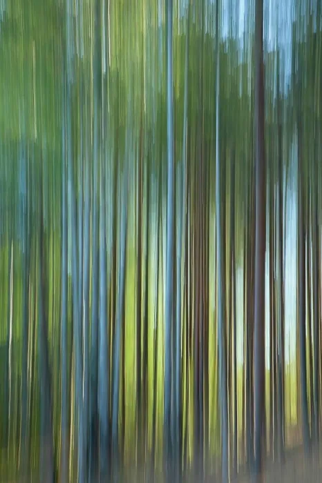 Framed Print : Forest ICM. Intentional camera movement ICM image of a dream like background of trees in forest created by motion blur Framed Print : Forest ICM. Intentional camera movement ICM image of a dream like background of trees in forest created by motion blur