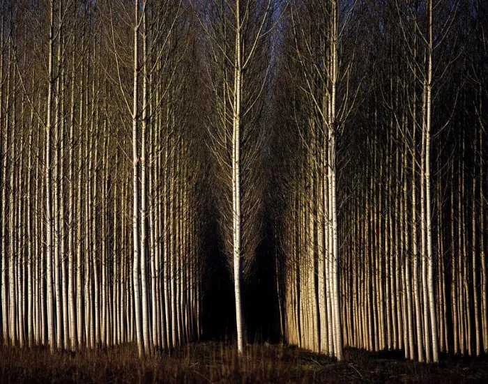 Framed Print : A forest of poplars at Geria, Coimbra, Portugal