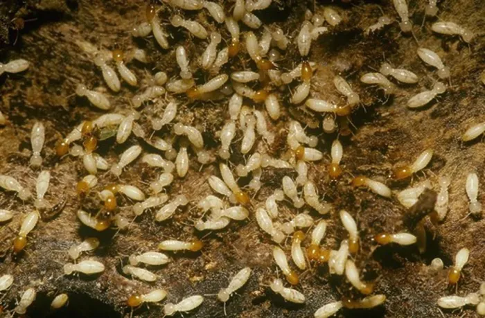 Framed Print : Formosan Subterranean Termites (Coptotermes formosanus), New Orleans, LA Framed Print : Formosan Subterranean Termites (Coptotermes formosanus), New Orleans, LA