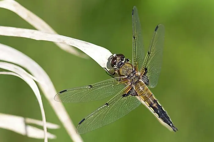 Framed Print : four-spotted chaser Framed Print : four-spotted chaser
