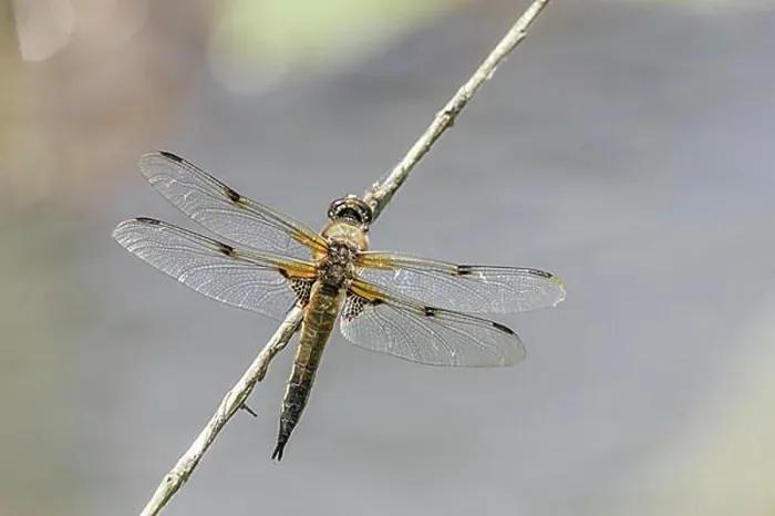 Framed Print : Four-spotted chaser (Libellula quadrimaculata), male, Thuringia, Germany, Europe Framed Print : Four-spotted chaser (Libellula quadrimaculata), male, Thuringia, Germany, Europe