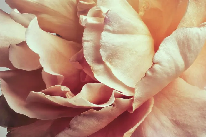 Framed Print : Full frame peach colored rose petals Framed Print : Full frame peach colored rose petals