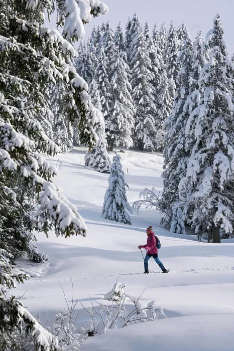 Framed Print : Frau beim Schneeschuh wandern im Bregenzer Wald