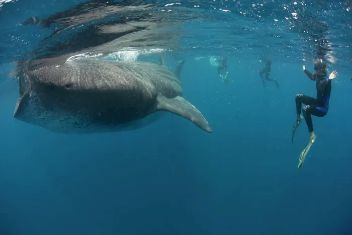 Framed Print : Free diver encountering a majestic whale in the deep blue sea