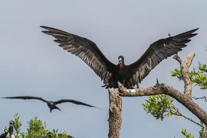 Framed Print : Fregata magnificens, An Adult Magnificent Frigatebird Lands Framed Print : Fregata magnificens, An Adult Magnificent Frigatebird Lands