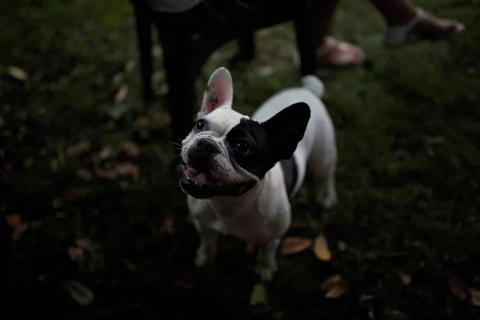 Framed Print : French bulldog on a meadow Framed Print : French bulldog on a meadow