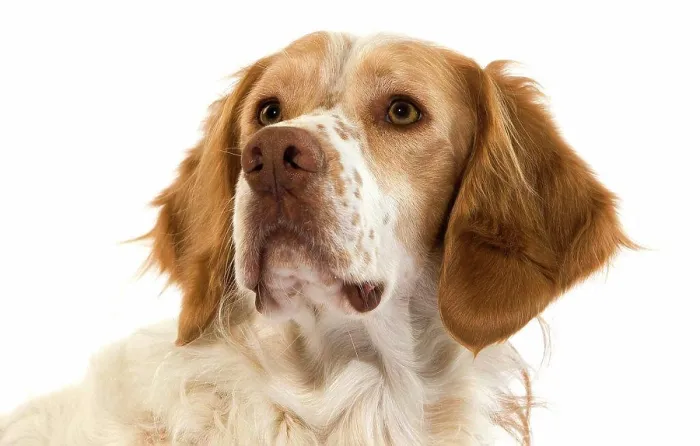 Framed Print : French Spaniel Dog(Cinnamon Color), Portrait Of Male