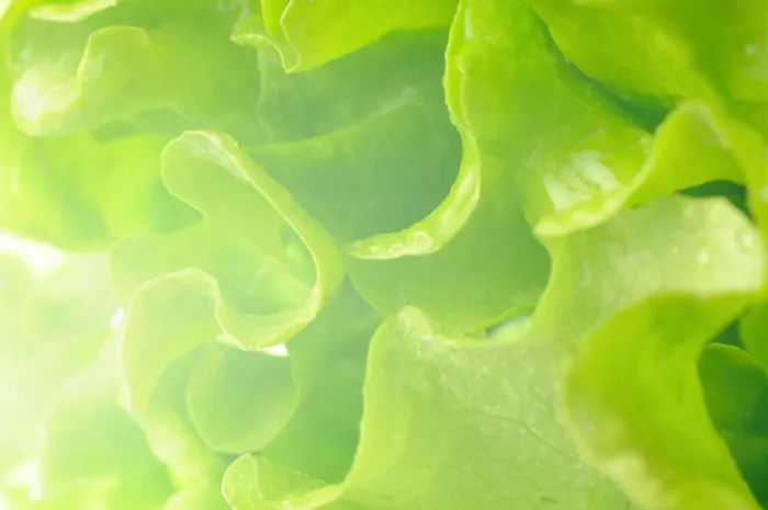 Framed Print : fresh lettuce fresh lettuce Copyright: xZoonar.com / SergeyxPetermanx 2206866 Framed Print : fresh lettuce fresh lettuce Copyright: xZoonar.com / SergeyxPetermanx 2206866
