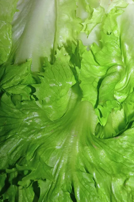 Framed Print : Fresher Endivia salad in close-up 1093512582