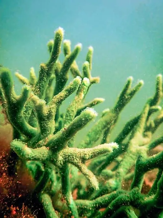 Framed Print : Freshwater Sponge (Spongilla lacustris) Spongillidae Freshwater Underwater Framed Print : Freshwater Sponge (Spongilla lacustris) Spongillidae Freshwater Underwater