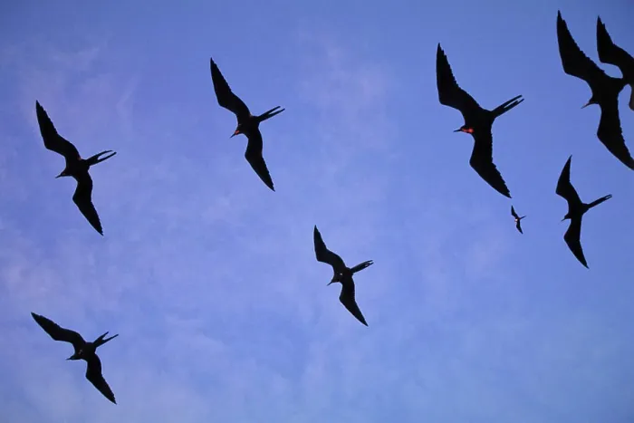 Framed Print : Frigate birds, Galapagos Islands, Ecuador Framed Print : Frigate birds, Galapagos Islands, Ecuador