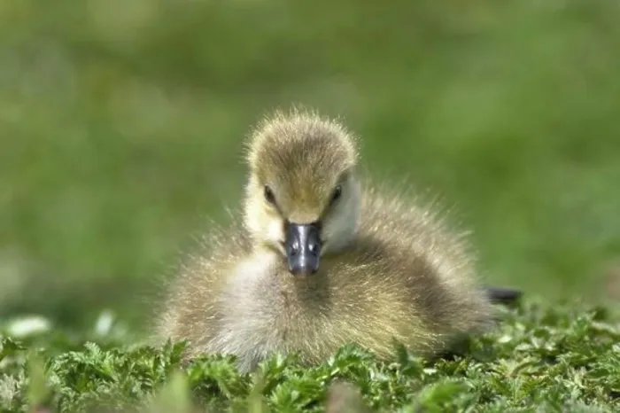 Framed Print : Fuzzy gosling Framed Print : Fuzzy gosling