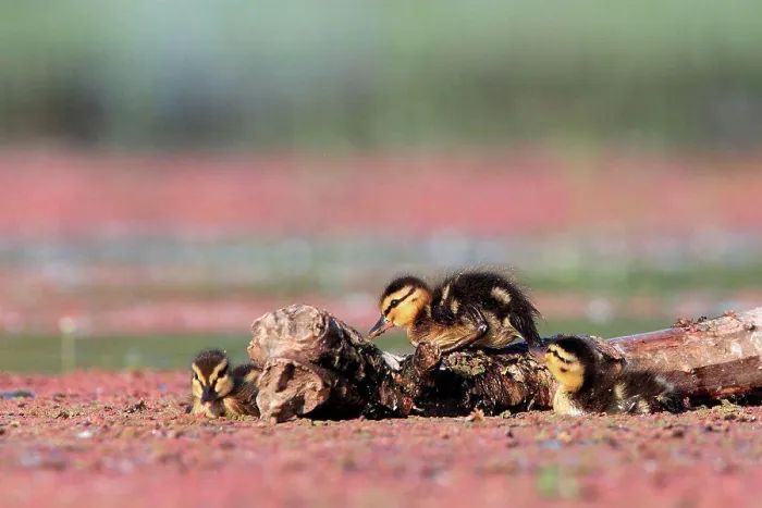 Framed Print : Gadwall chicks Kerkini lake Greece Framed Print : Gadwall chicks Kerkini lake Greece