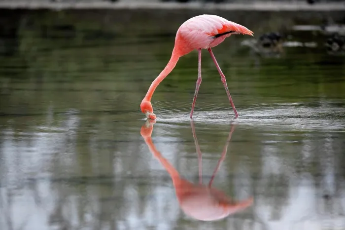 Framed Print : Galapagos Flamingo, (Phoenicopterus ruber glyphorhynchus), Galapagos Islands, Ecuador, adult, in water, feeding