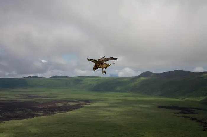 Framed Print : A Galapagos hawk takes flight over the caldera of Alcedo Volcano on Isabella Island in the Galapagos Islands Framed Print : A Galapagos hawk takes flight over the caldera of Alcedo Volcano on Isabella Island in the Galapagos Islands