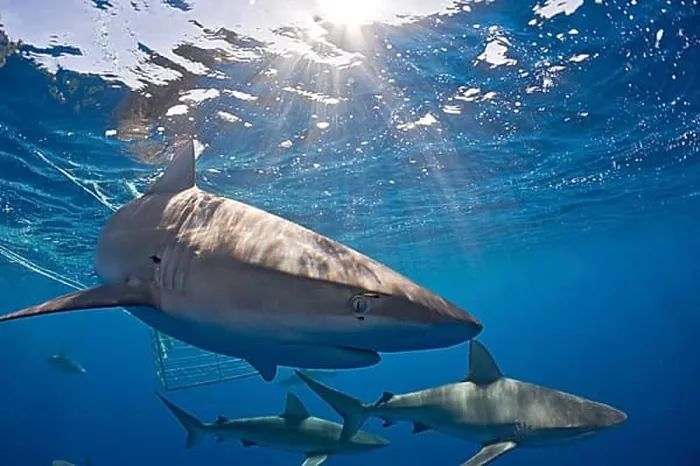 Framed Print : Galapagos sharks, Carcharhinus galapagensis, Oahu, Pacific, Hawaii, USA, North America Framed Print : Galapagos sharks, Carcharhinus galapagensis, Oahu, Pacific, Hawaii, USA, North America