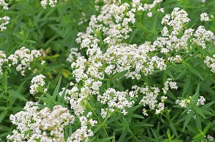 Framed Print : Galium boreale, northern bedstraw, Galium boreale a white wildflower Framed Print : Galium boreale, northern bedstraw, Galium boreale a white wildflower