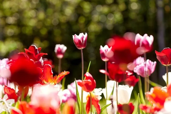 Framed Print : gardening, botany and nature concept - close up of beautiful tulip flowers at summer garden Framed Print : gardening, botany and nature concept - close up of beautiful tulip flowers at summer garden