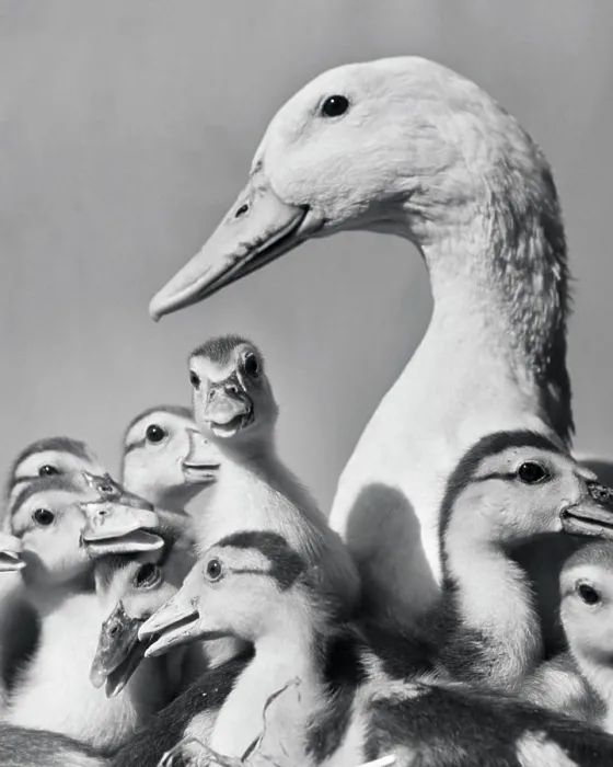 Framed Print : Geese Framed Print : Geese