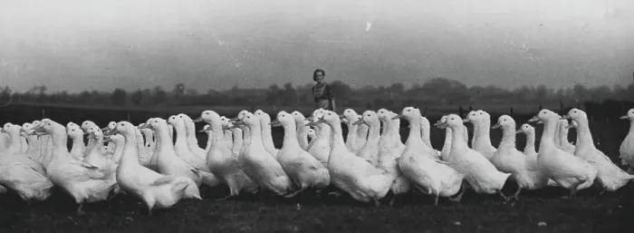 Framed Print : Geese. January 01, 1940. (Photo by London News Agency Photos Ltd.).;Geese Framed Print : Geese. January 01, 1940. (Photo by London News Agency Photos Ltd.).;Geese