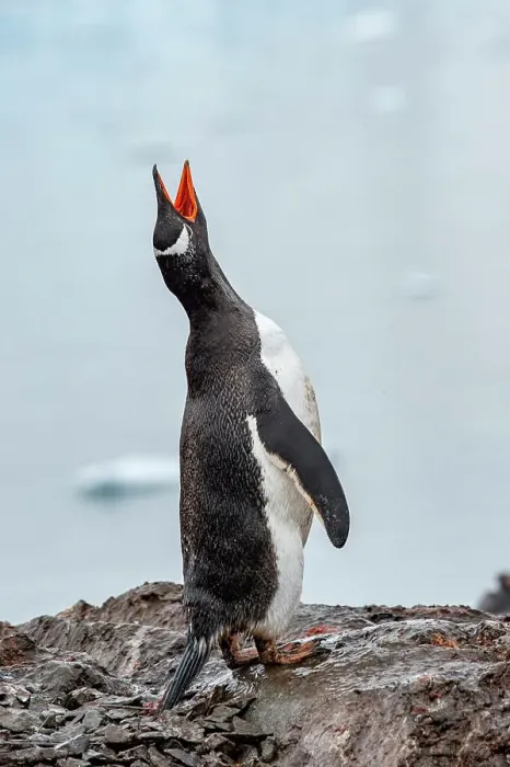 Framed Print : Gentoo peguin vocalizing, Antarctica, Polar Regions
