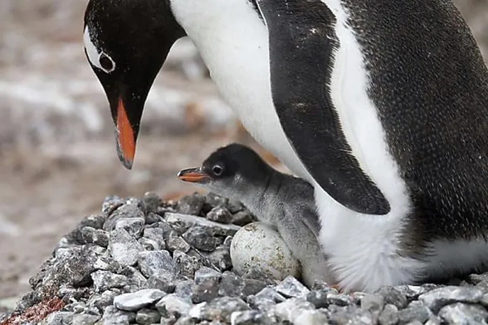 Framed Print : Gentoo Penguin (Pygoscelis papua) with chick and egg in nest in rookery at Port Lockroy, Antarctica
