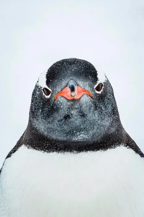 Framed Print : Gentoo Penguin (Pygoscelis papua) portrait at Yankee Harbor, South Shetland Islands, Antarctica Framed Print : Gentoo Penguin (Pygoscelis papua) portrait at Yankee Harbor, South Shetland Islands, Antarctica
