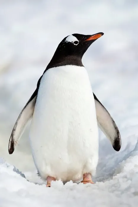 Framed Print : Gentoo penguin (Pygoscelis papua) standing on a snow covered landscape Framed Print : Gentoo penguin (Pygoscelis papua) standing on a snow covered landscape