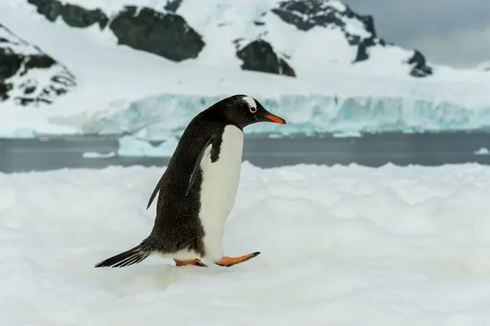Framed Print : Gentoo penguin (Pygoscelis papua) walking over snow on Cuverville Island in the Antarctic Peninsula region Framed Print : Gentoo penguin (Pygoscelis papua) walking over snow on Cuverville Island in the Antarctic Peninsula region