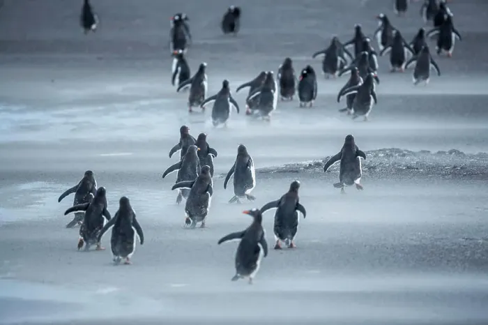 Framed Print : Gentoo Penguins (Pygocelis papua papua) walking, Sea Lion Island, Falkland Islands, South America Framed Print : Gentoo Penguins (Pygocelis papua papua) walking, Sea Lion Island, Falkland Islands, South America