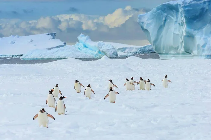 Framed Print : Gentoo Penguins (Pygoscelis papua) on pack ice in Lemaire Channel, Antarctica Framed Print : Gentoo Penguins (Pygoscelis papua) on pack ice in Lemaire Channel, Antarctica