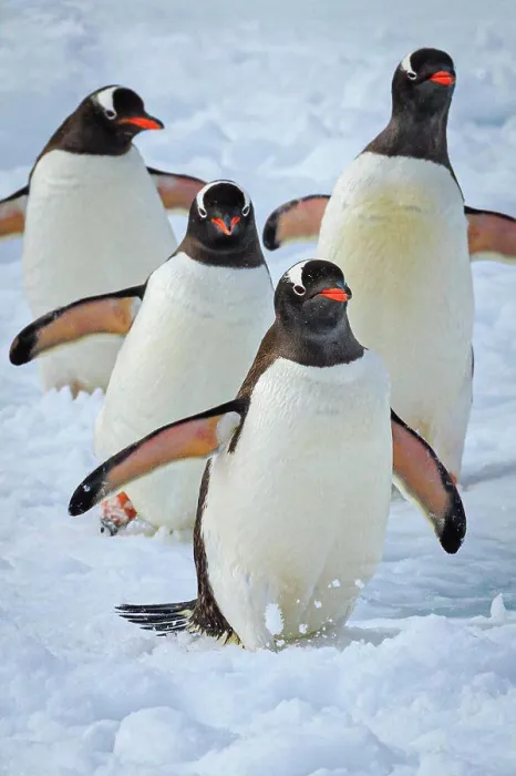 Framed Print : Gentoo Penguins (Pygoscelis papua) waling on pack ice in Lemaire Channel, Antarctica Framed Print : Gentoo Penguins (Pygoscelis papua) waling on pack ice in Lemaire Channel, Antarctica