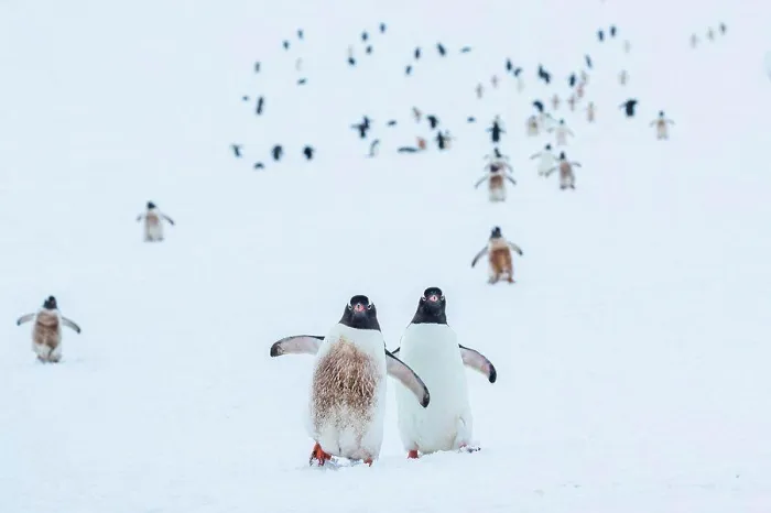 Framed Print : Gentoo Penguins (Pygoscelis papua) walking on fresh snow at Yankee Harbor, South Shetland Islands, Antarctica Framed Print : Gentoo Penguins (Pygoscelis papua) walking on fresh snow at Yankee Harbor, South Shetland Islands, Antarctica