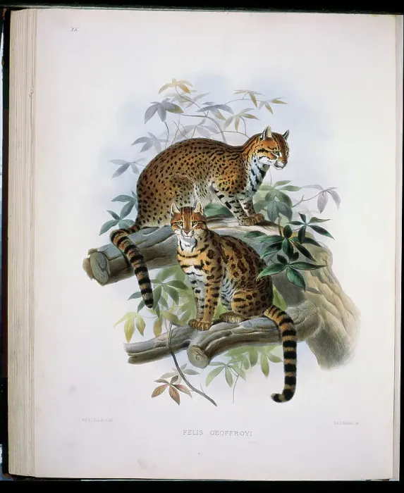 Framed Print : Geoffroy's Cat (Felis Geoffroyi) 1883 Daniel Giraud Elliot (1835-1915 American)