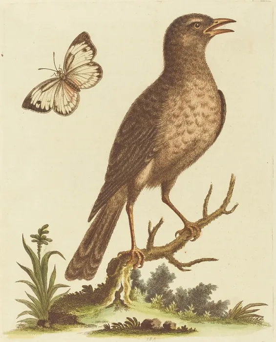 Framed Print : George Edwards, Brown Bird with a Butterfly Brown Bird with a Butterfly Framed Print : George Edwards, Brown Bird with a Butterfly Brown Bird with a Butterfly
