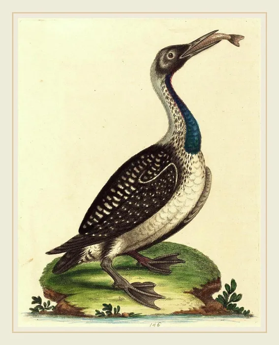 Framed Print : George Edwards, English, (1694-1773), Black and White Water-Fowl with Blue Throat, hand-colored etching on laid paper Framed Print : George Edwards, English, (1694-1773), Black and White Water-Fowl with Blue Throat, hand-colored etching on laid paper