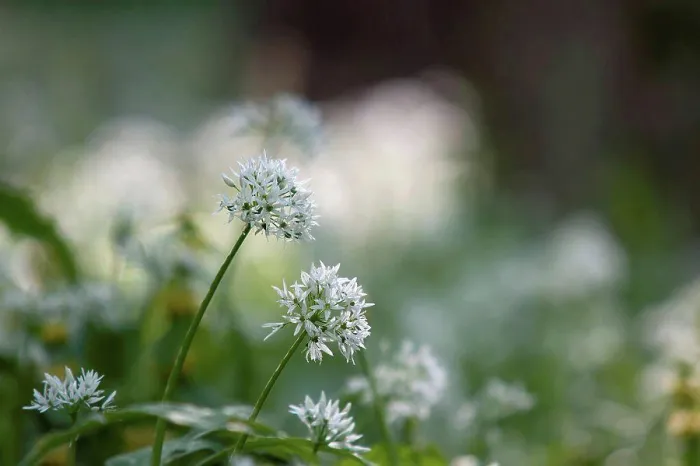 Framed Print : Germany, Baden Wuerttemberg, Wild garlic flower, close up