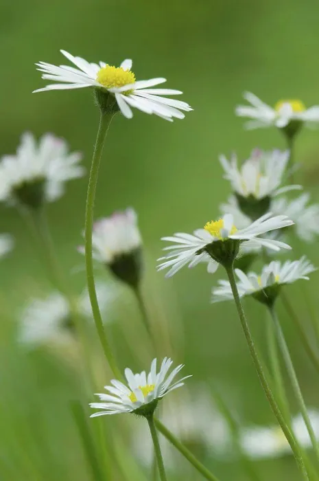 Framed Print : Germany, Bavaria, Close up of daisy flowers in garden