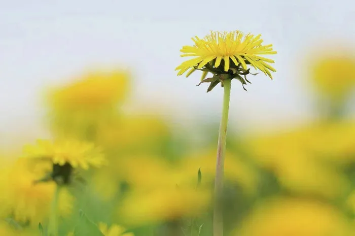Framed Print : Germany, Bavaria, Dandelion flowers, close up Framed Print : Germany, Bavaria, Dandelion flowers, close up