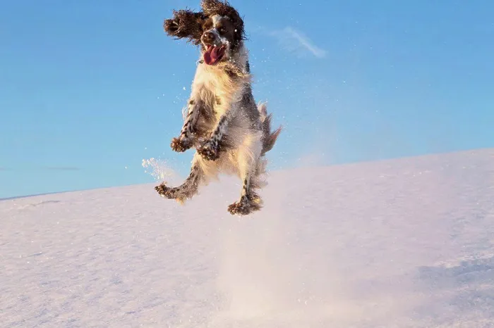 Framed Print : Germany, Bavaria, English Springer Spaniel playing in snow Framed Print : Germany, Bavaria, English Springer Spaniel playing in snow