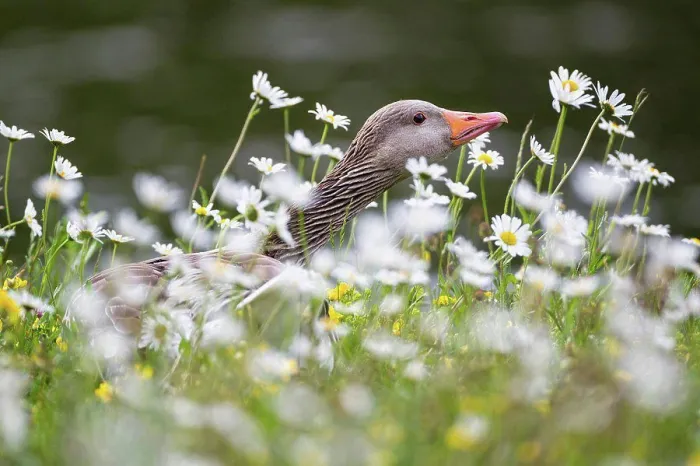Framed Print : Germany, Bavaria, Greylag Goose with flower, close up Framed Print : Germany, Bavaria, Greylag Goose with flower, close up